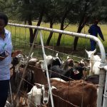 Milk-producing-goats-150x150